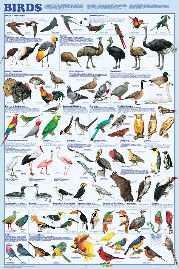 Bird Orders Poster