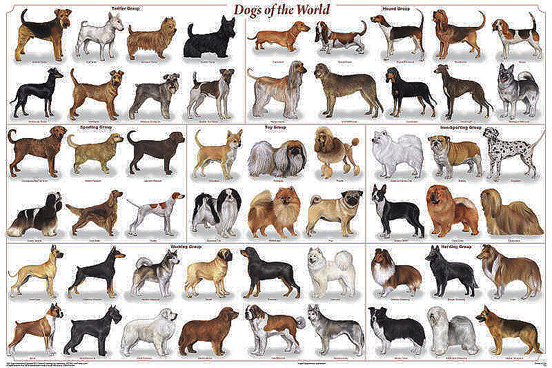 Dogs of the World Poster