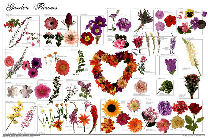 Garden Flowers Poster