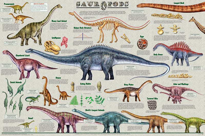 Sauropod Dinosaurs