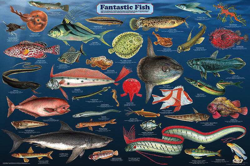 Fantastic Fish Poster